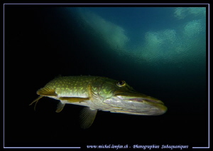 Pike Fish Attitude III by Michel Lonfat 